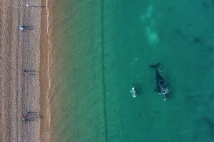 High Tide Prints: Aerial view of tourists watching Southern right whales (Eubalaena australis) from the coast