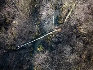 Damaged Prints: Aerial view of a tree cut down by European beaver (Castor fiber) at the water's edge