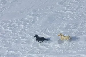 Feral Mammal Prints: Aerial view of a wild palomino pinto stallion chasing his black mare on the windblown snow on Crooks Mountain