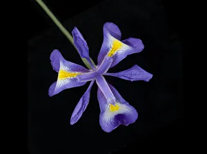Symmetry Prints: Afghanistan Juno iris (Iris cycloglossa) with yellow nectar guides. In cultivation