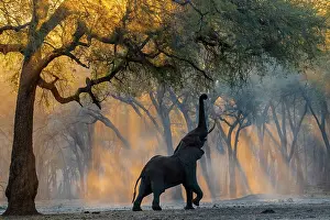 Elephant Trunk Prints: Africa elephant (Loxodonta africana) reaching up to feed on foliage