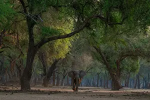 Zambia Prints: Africa elephant (Loxodonta africana) walking among trees