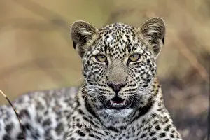 Spotted Prints: Africa leopard (Panthera pardus pardus) resting