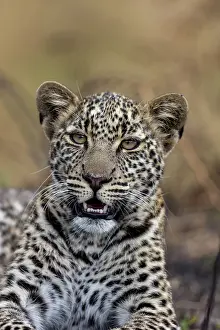 Spotted Prints: Africa leopard (Panthera pardus pardus) resting