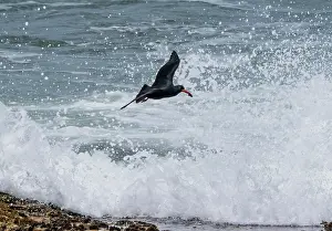 Sub Tropical Prints: African black oystercatcher (Haematopus moquini) flying through surf with mussel prey in beak