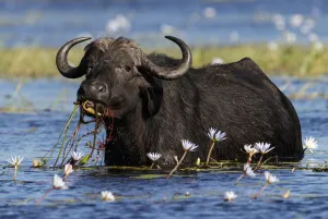 African buffalo (Syncerus caffer) feeding on water lilies, Chobe River, Chobe National Park