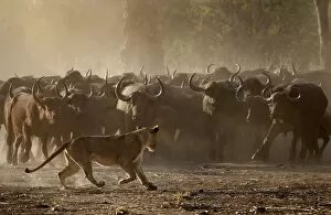Images Dated 21st January 2020: African buffalo (Syncerus caffer) herd showing defensive behaviour as an African lioness
