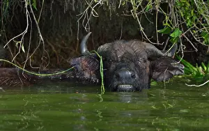 Submerging Prints: African buffalo (Syncerus caffer) bathing in pool, Uganda