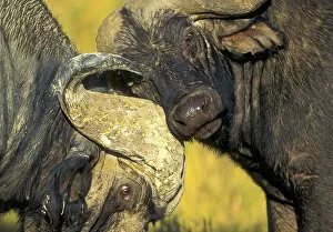 African Buffalo (Syncerus caffer) males fighting, Nakuru National park, Kenya