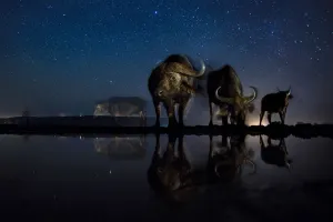 African Buffalo Gallery: African buffalo (Syncerus caffer) at waterhole at night, Mkuze, South Africa Third