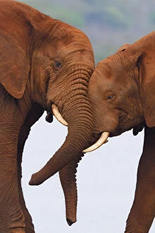 African bush elephant, (Loxodonta africana) two head to head playing, Zimanga Private