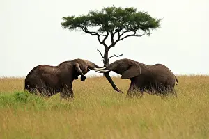 Bulls Prints: Two African bush elephants (Loxodonta africana) juvenile males