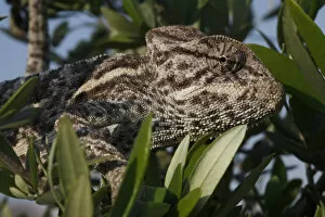 African chameleon (Chamaeleo africanus) in tree, in a captive wintering program, The Peloponnese