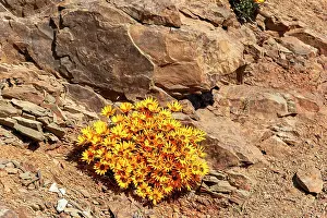 Sunflower Family Prints: African daisies (Gazania heterochaeta) flowering in desert