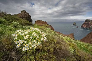 Images Dated 18th March 2009: African daisy (Arctotis hybrids) plant flowering on cliff top, Ponta de Sao Lourenco
