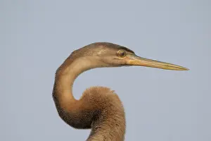 Darter Prints: African darter (Anhinga rufa) juvenile, head portrait, Allahein river, The Gambia