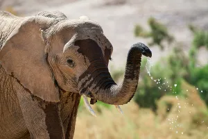 Namibia Prints: African desert elephant (Loxodonta africana)