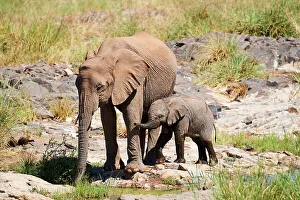May 2023 Highlights Prints: African desert elephant (Loxodonta africana) female with one month old calf drinking at at a spring of the Aub River