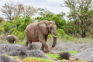 May 2023 Highlights Prints: African desert elephant (Loxodonta africana) female and one month old calf walking