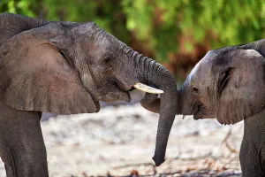 May 2023 Highlights Prints: African desert elephant (Loxodonta africana) juveniles play fighting