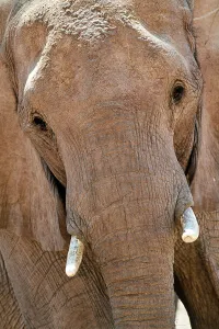 May 2023 Highlights Prints: African desert elephant (Loxodonta africana) portrait, Hoanib River, Damaraland, Namibia