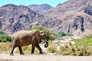 May 2023 Highlights Prints: African desert elephant (Loxodonta africana) walking in dry Hoanib Riverbed