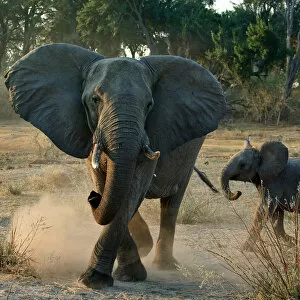 Images Dated 12th July 2007: African elephant charging (Loxodonta africana) female with young calf, Okavango Delta