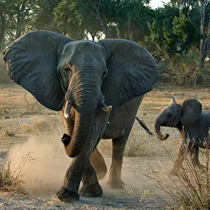 Juvenile Prints: African elephant charging (Loxodonta africana) female with young calf, Okavango Delta