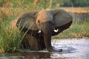 Proboscids Gallery: African elephant feeding on papyrus in river, Okavango Delta, Botswana