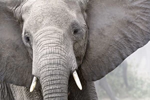 African Elephants Gallery: African elephant head portrait (Loxodonta africana) Queen Elizabeth National Park