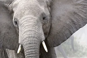 African elephant head portrait (Loxodonta africana) Queen Elizabeth National Park