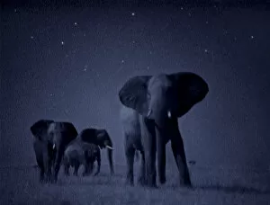 Proboscids Gallery: African elephant herd {Loxodonta africana} at night, Masai Mara