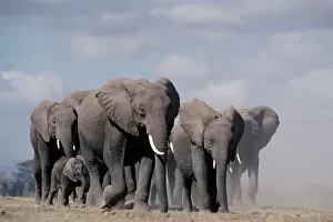 Loxodonta Africana Gallery: African elephant herd walking {Loxodonta africana} Amboseli, Kenya