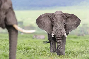 Bulls Prints: African elephant (Loxodonta africa) male in threat display to rival. Floor of