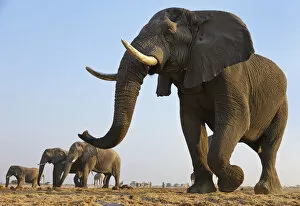 Images Dated 20th August 2010: African elephant (Loxodonta africana) herd walking to waterhole, Etosha National Park