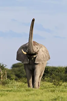 Images Dated 10th January 2011: African Elephant (Loxodonta africana) male scenting with trunk raised. Etosha National Park