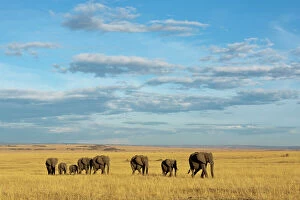 Moving Gallery: African elephant (Loxodonta africana) herd walking in the plains during the dry season