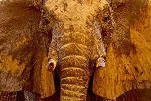 Images Dated 19th August 2011: African elephant (Loxodonta africana) male covered with mud at a water hole, Tsavo