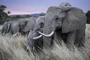 African Elephants Gallery: African elephant (Loxodonta africana) herd eating, Masai-Mara Game Reserve, Kenya