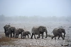 African Elephants Gallery: African elephant (Loxodonta africana) herd with calves, walking in procession to