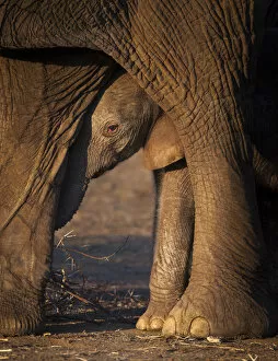 African Elephants Gallery: African elephant (Loxodonta africana) baby looking out from the safety of beneath