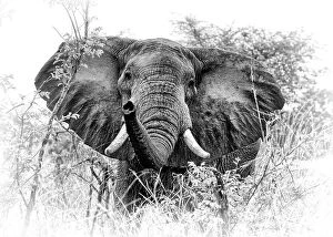 African Elephants Collection: African elephant (Loxodonta africana) South Luangwa NP. Zambia. Digitally enhanced