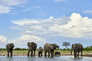 African Elephants Gallery: African elephant (Loxodonta africana) herd drinking at a waterhole, Hwange National Park