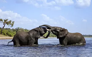 African Elephants Collection: African elephant (Loxodonta africana) play fighting in Chobe River, Chobe National Park, Botswana