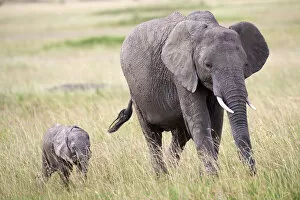 African Elephants Gallery: African elephant (loxodonta africana) female and calf walking, Masai Mara National Reserve