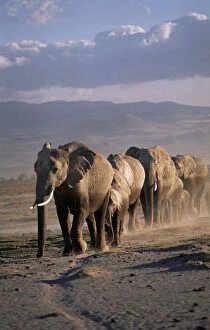 Migration Collection: African elephant (Loxodonta africana) herd walking in line, female matriach at the front