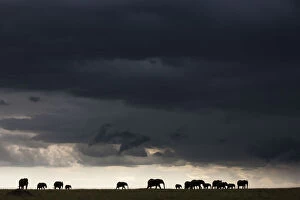 At Home in the Wild Collection: African elephant (Loxodonta africana) herd silhouetted in distance walking through a storm