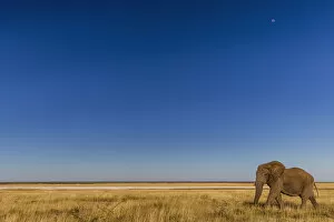 African Elephant (Loxodonta africana) Etosha National Park, Kunene, Namibia