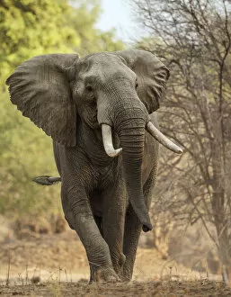 Images Dated 21st October 2012: African elephant (Loxodonta africana) walking portrait, Mana Pools National Park