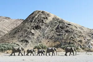 African Elephant Gallery: African elephant (Loxodonta africana) herd walking in procession, Kaokoveld Desert